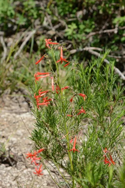 DSC_3235 (Large).JPG